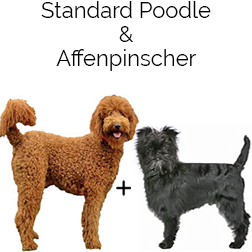 Affenpoo Dog
